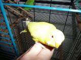 Maxi spielt
